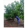 全冠香泡树,浏阳移栽柚子树秋季成下滑趋势
