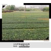 浏阳玉龙草,柏加玉龙草盆苗,麦冬草价格秋季清圃找陈总